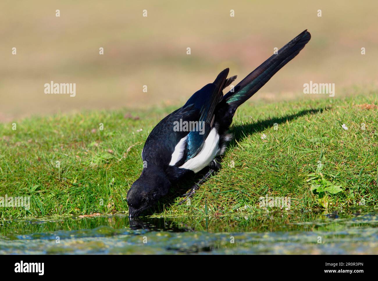 European magpie (Pica pica) immature, drinking at the edge of the pond ...