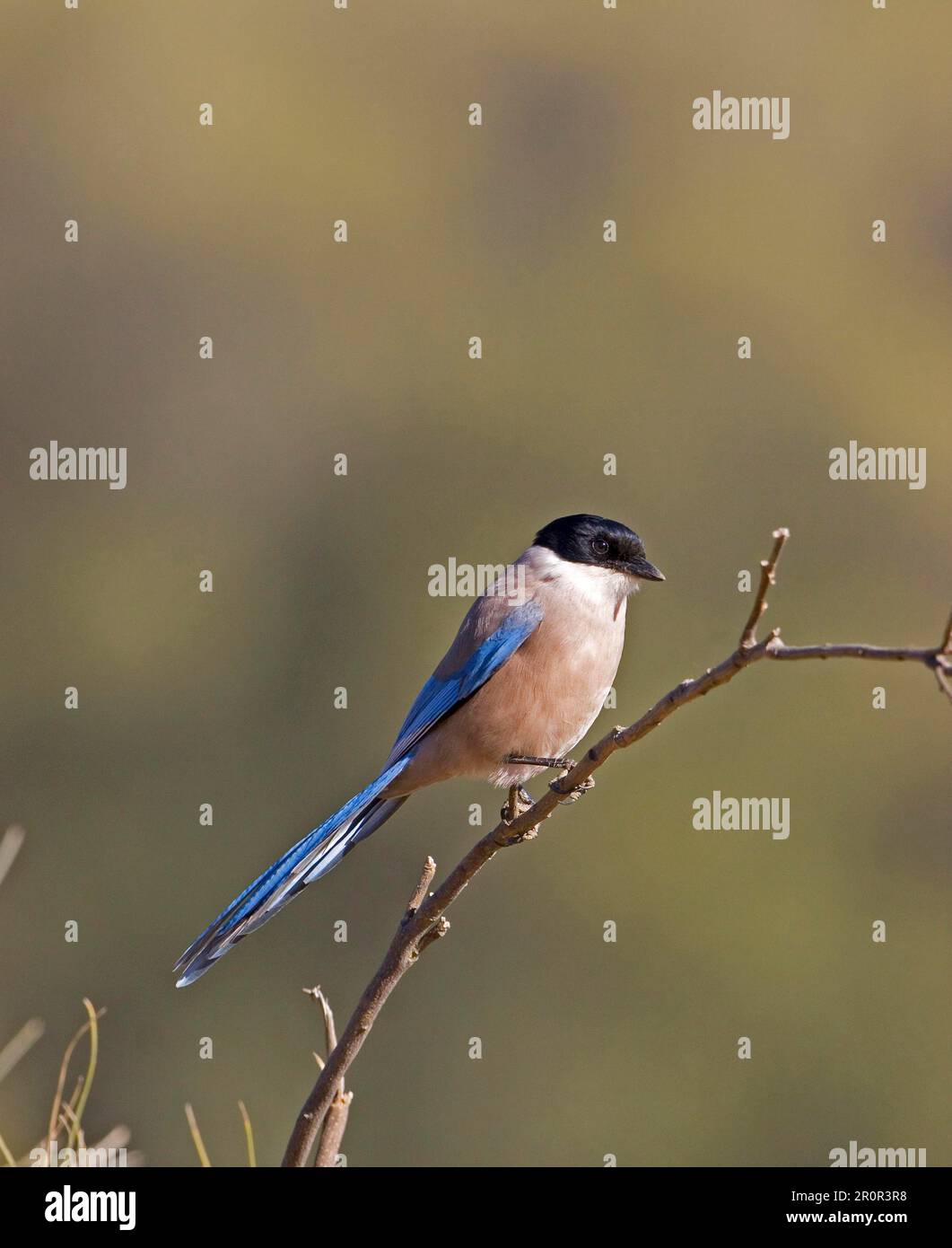 Azure azure-winged magpie (Cyanopica cyana), adult perch, Spain, late summer Stock Photo