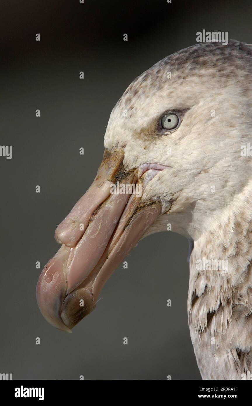 Southern giant petrel, Southern Giant Petrels (Macronectes giganteus