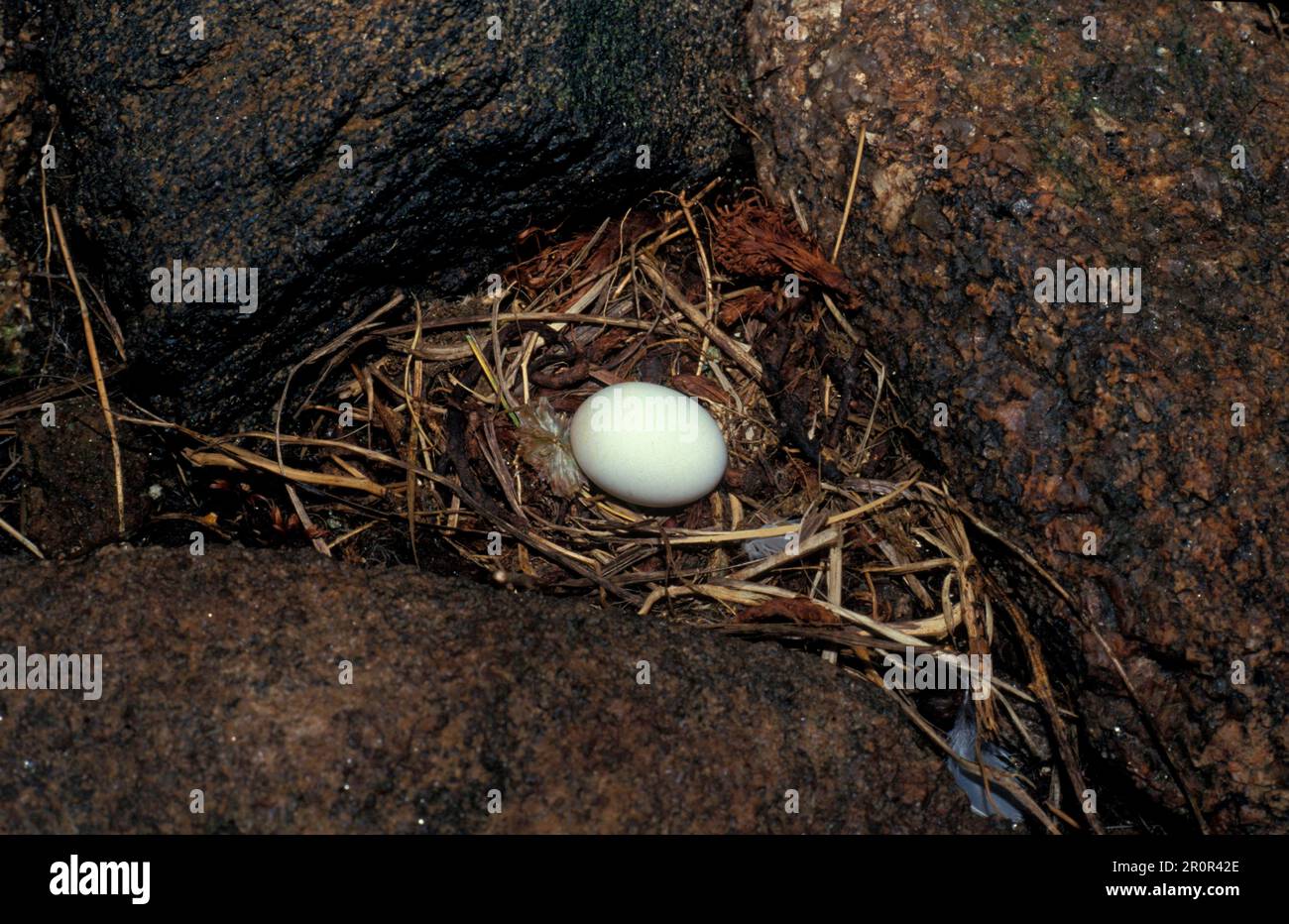 Storm Petrel, european storm petrel (Hydrobates pelagicus), Tubenosed