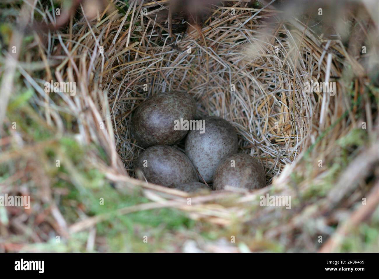 Scottish birds hires stock photography and images Alamy