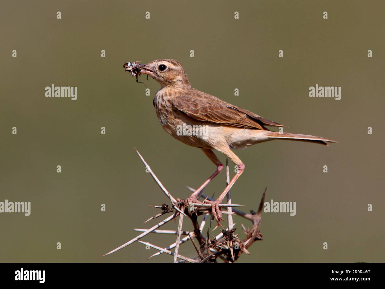 Stilt Pipit (Anthus leucophrys goodsoni) adult, insects in beak ...