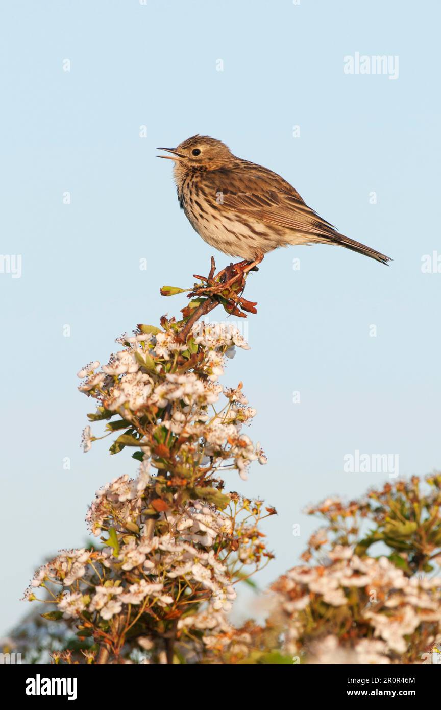 Meadow Pipit (Anthus pratensis) adult, singing, perched on flowering hawthorn, North Kent Marshes, Isle of Sheppey, Kent, England, United Kingdom Stock Photo