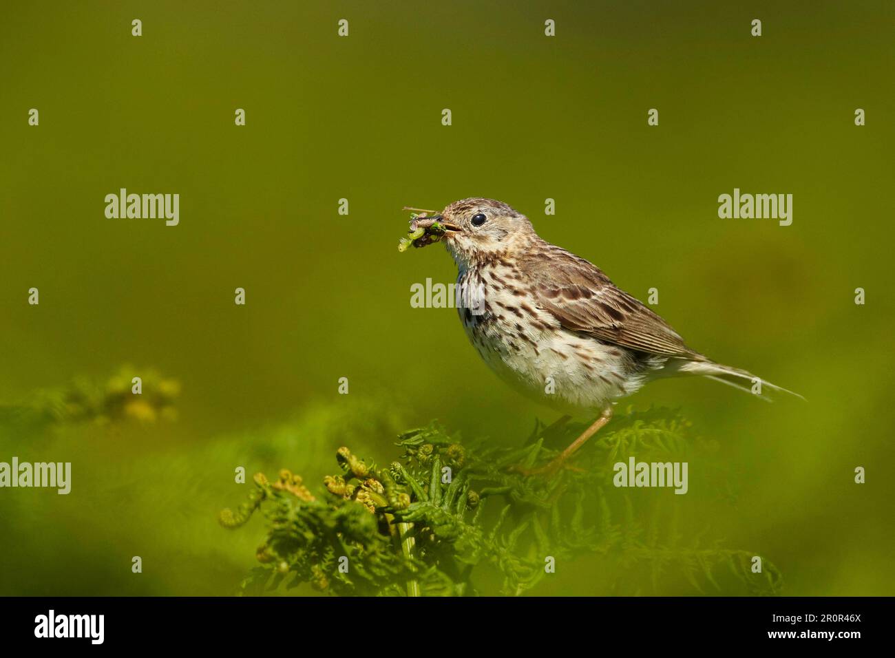 Meadow Pipit (Anthus pratensis) adult, with insects in beak, perched on bracken, collecting food for young at nearby nest, Pembrokeshire, Wales Stock Photo