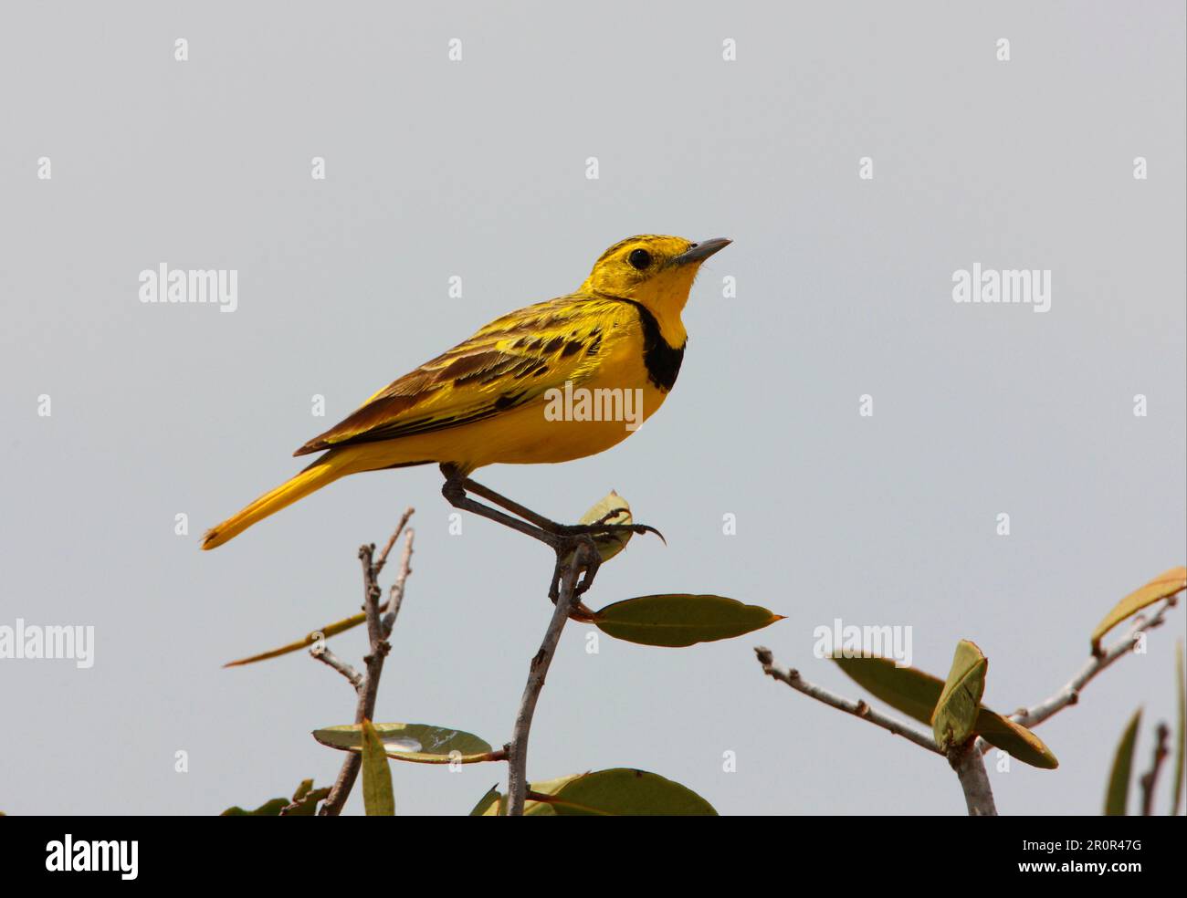 Golden Pipit (Tmetothylacus tenellus), adult male, sitting on a bush, Tsavo East N. P. Kenya Stock Photo