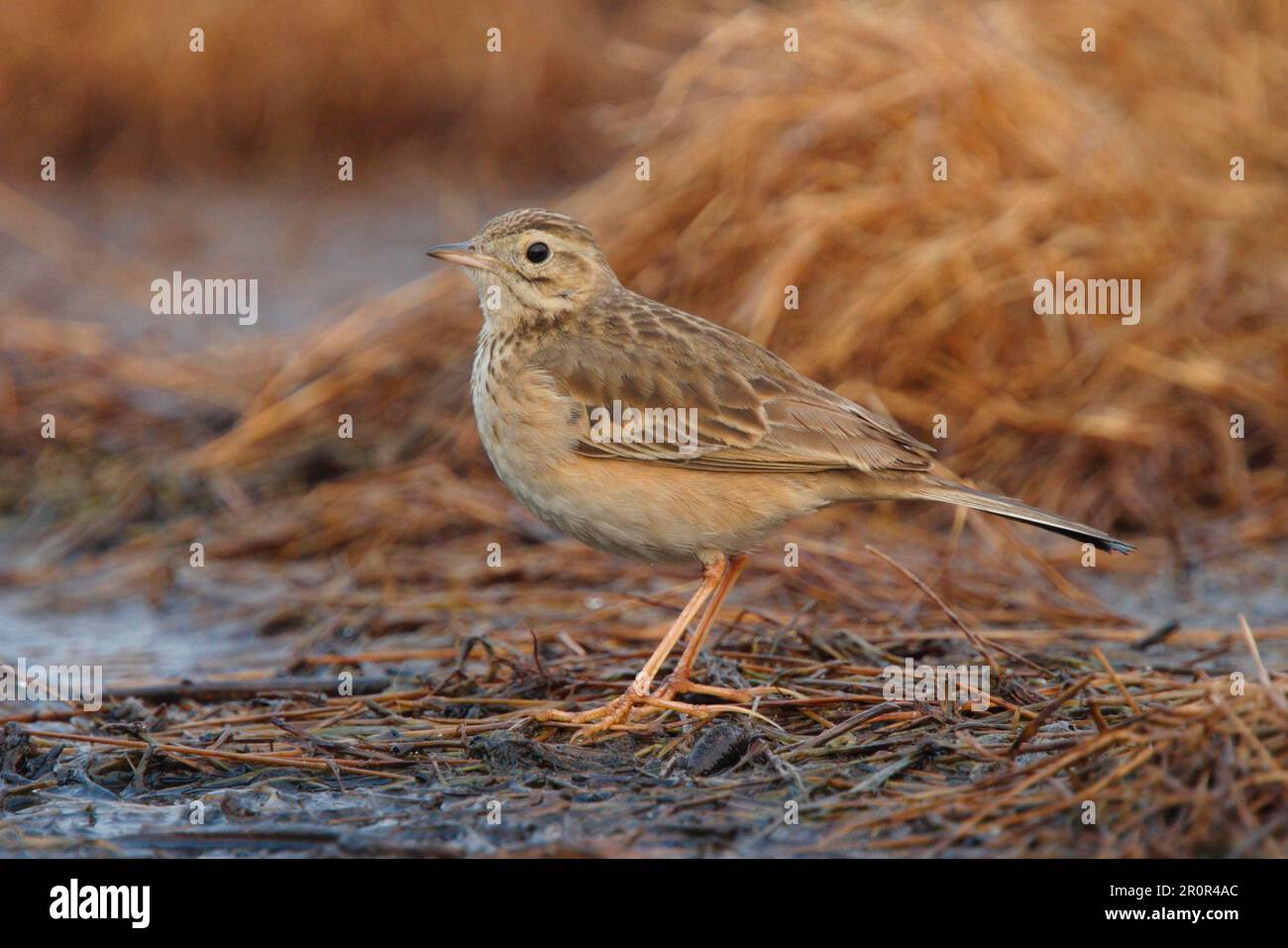 Richard's richard's pipit (Anthus richardi) adult, standing in a ditch, Hong Kong, China, winter Stock Photo