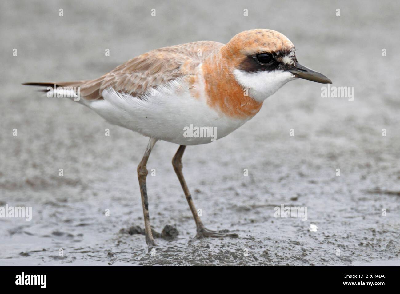 Greater Sand Plover (Charadrius leschenaultii) adult, breeding plumage, standing on mudflats, Mai Po, Hong Kong, China Stock Photo