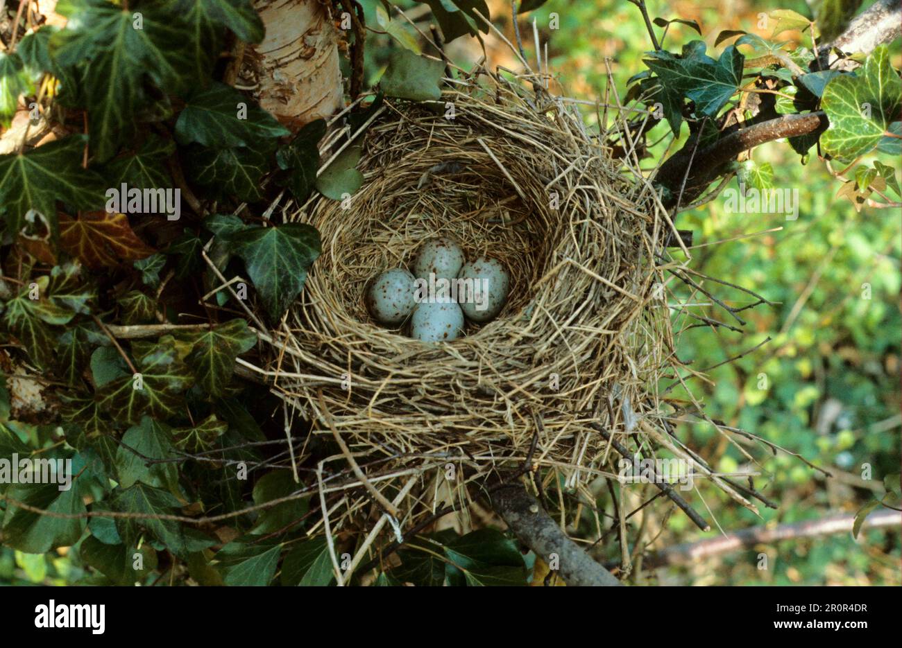 Mistle Thrush, mistle thrushes (Turdus viscivorus), Songbirds, Animals, Birds, Mistle Thrush Nest containing four eggs Stock Photo