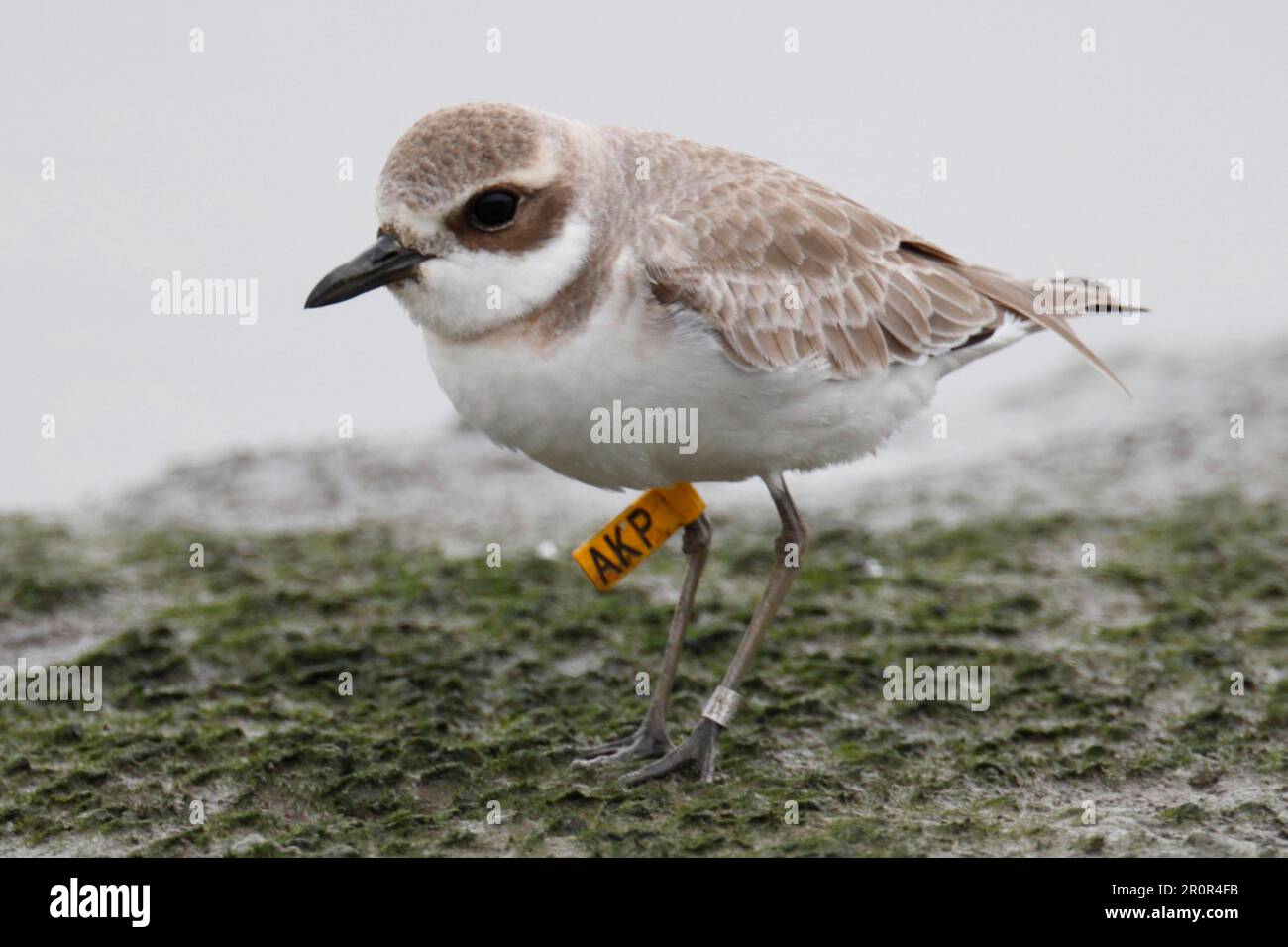 Greater Sand Plover (Charadrius leschenaultii) adult, non-breeding plumage, with leg flag, on mudflats, Mai Po, Hong Kong, China Stock Photo