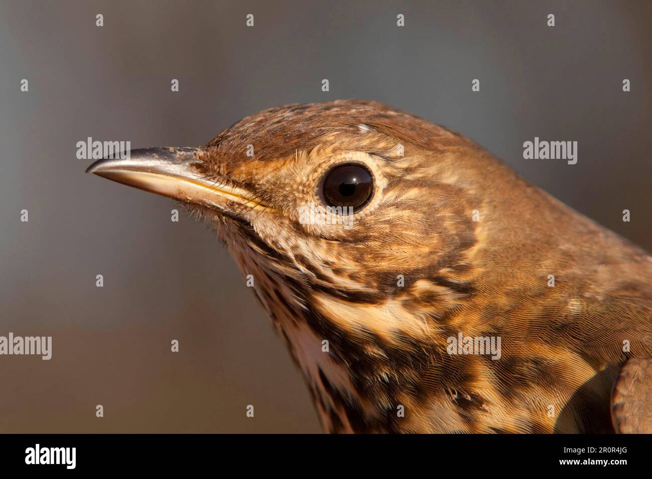 Song thrush (Turdus philomelos) adult, close-up of the head, England, winter Stock Photo