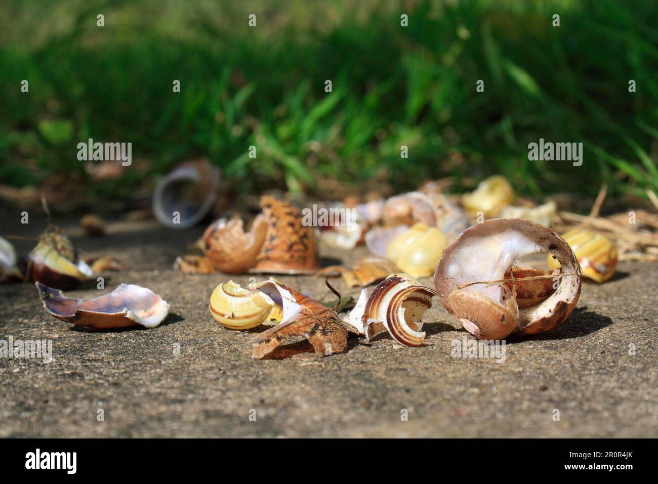 Song thrush (Turdus philomelos) Anvil with remains of snail shells, on concrete patio in garden, Suffolk, England, United Kingdom Stock Photo