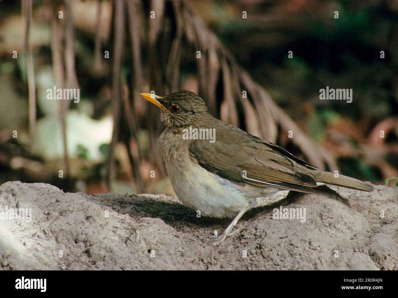 African thrush (Turdus pelios) Songbirds, Animals, Birds Thrush Gambia Stock Photo