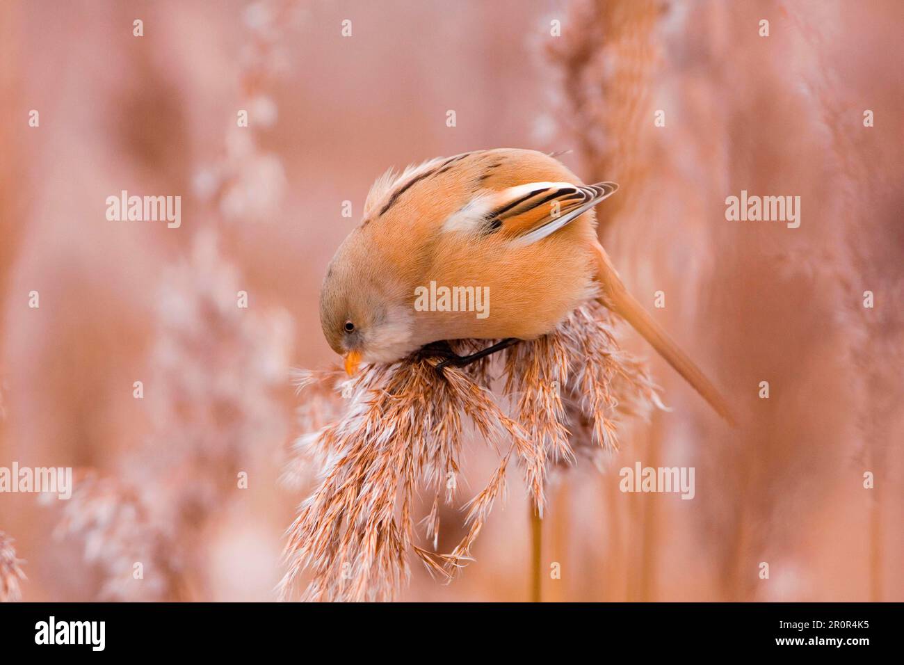 Bearded reedling (Panurus biarmicus), adult female, feeding on reed seeds, Minsmere RSPB Reserve, Suffolk, England, Winter Stock Photo