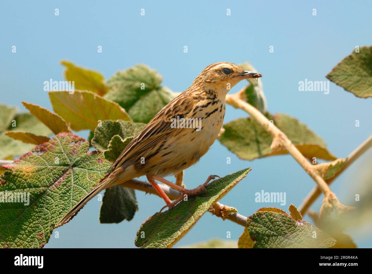 Nilgiri pipit (Anthus nilghiriensis) adult, with food in beak, sitting in  bush on hillside, Eravikulam N. P. Western Ghats, Kerala, South India Stock  Photo - Alamy