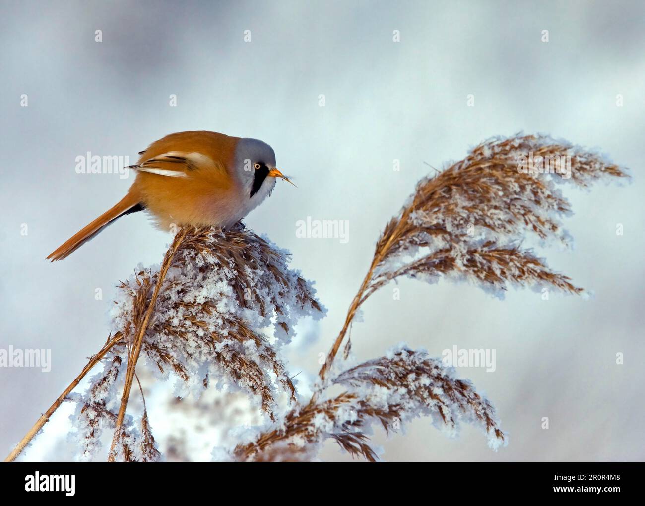 Bearded reedling feeding hi-res stock photography and images - Alamy