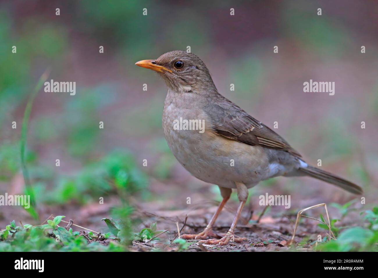 African Thrush (Turdus pelios chiguancoides) adult, standing on ground, Gambia Stock Photo