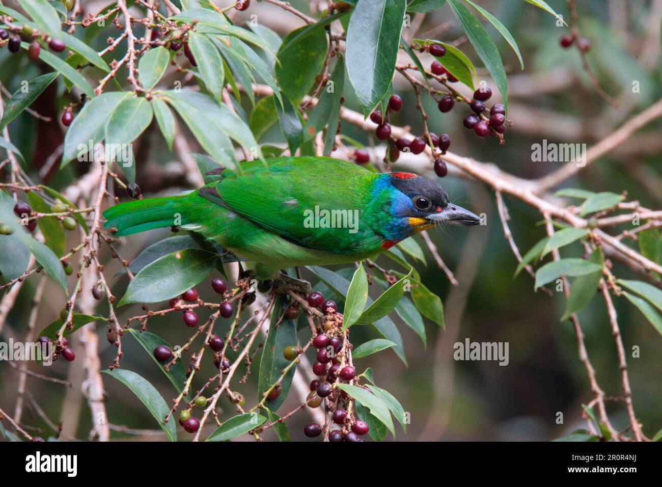 Chinese Barbet (Megalaima faber faber) adult, feeding on fruit in tree, Jianfengling, Hainan, China Stock Photo