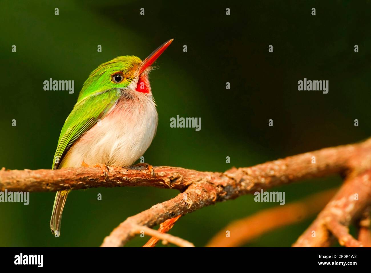 Cuban toddy (Todus multicolor), adult, sitting on a branch, Najasa, Camaguey province, Cuba Stock Photo