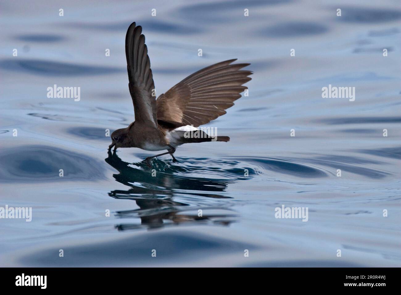 Elliot's or White Ventilated Storm Petrels Dance on the Sea Stock Photo