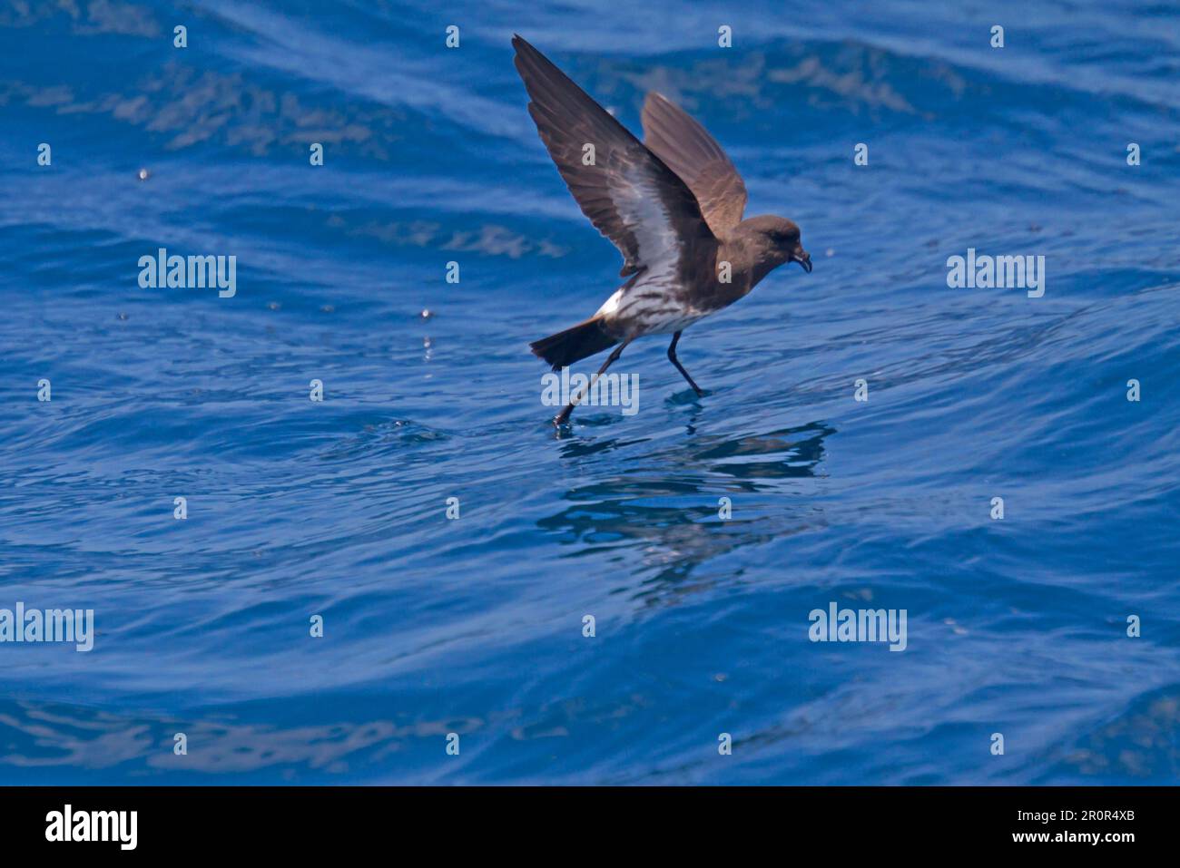 New Zealand Storm-petrel (Oceanites maorianus) adult, in flight over sea, feeding at surface of water, New Zealand Stock Photo
