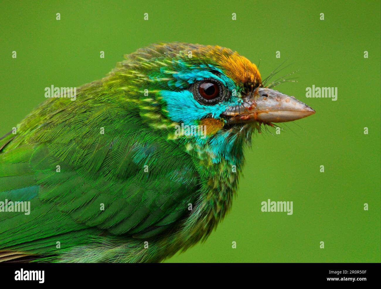 Yellow-fronted Barbet (Megalaima flavifrons) adult, close-up of head, with messy bill after feeding on fruit, Sri Lanka Stock Photo