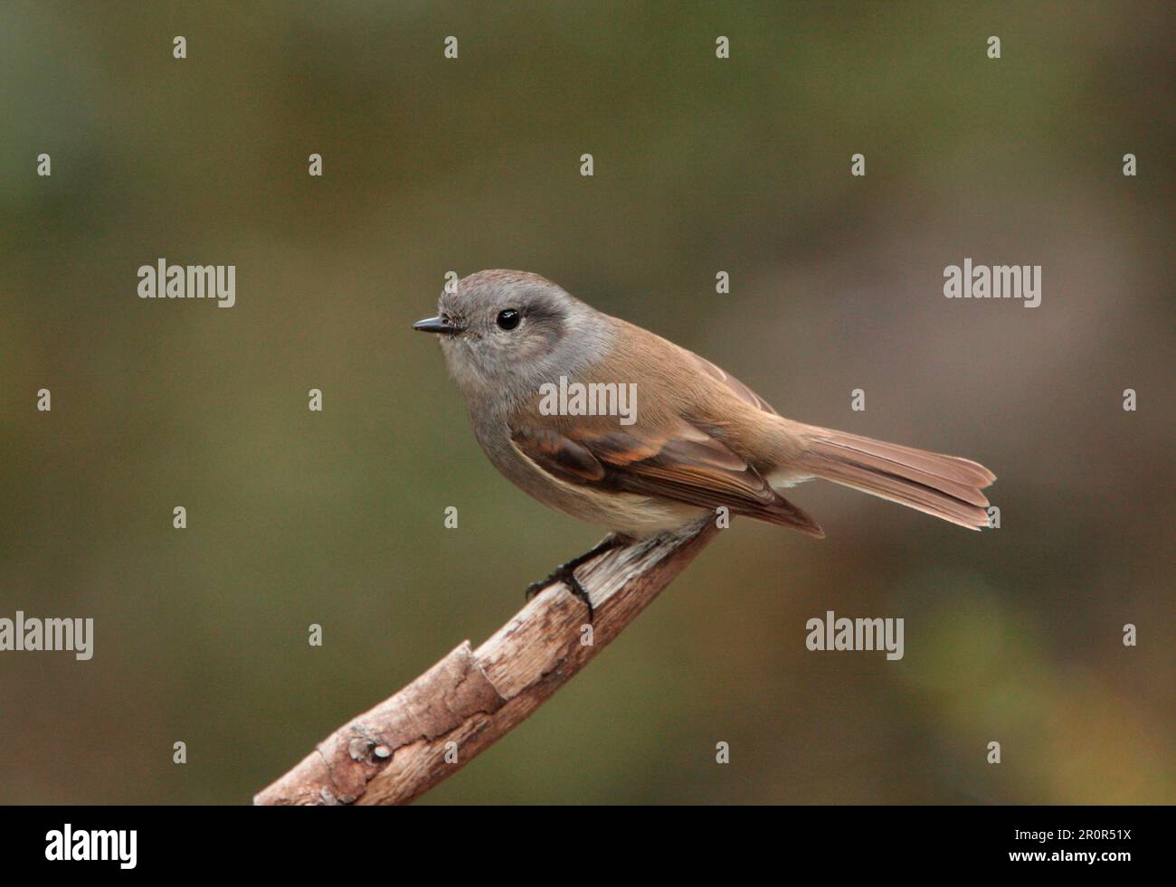 Adult Patagonian tyrant (Colorhamphus parvirostris), sitting on a branch, Lake Traful, Neuquen, Argentina Stock Photo