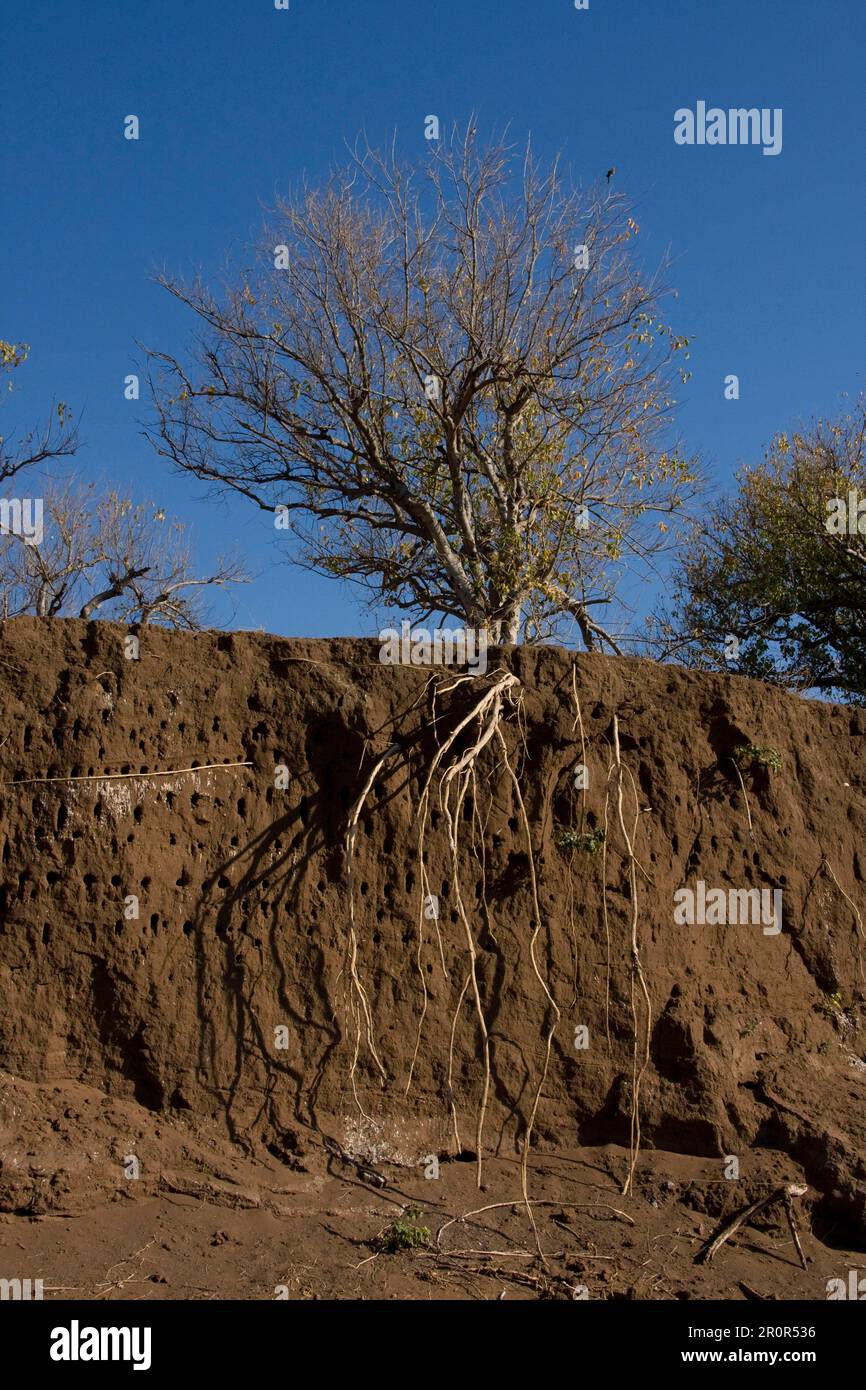 Riverbank erosion has exposed the tree roots of this white-fronted bee ...