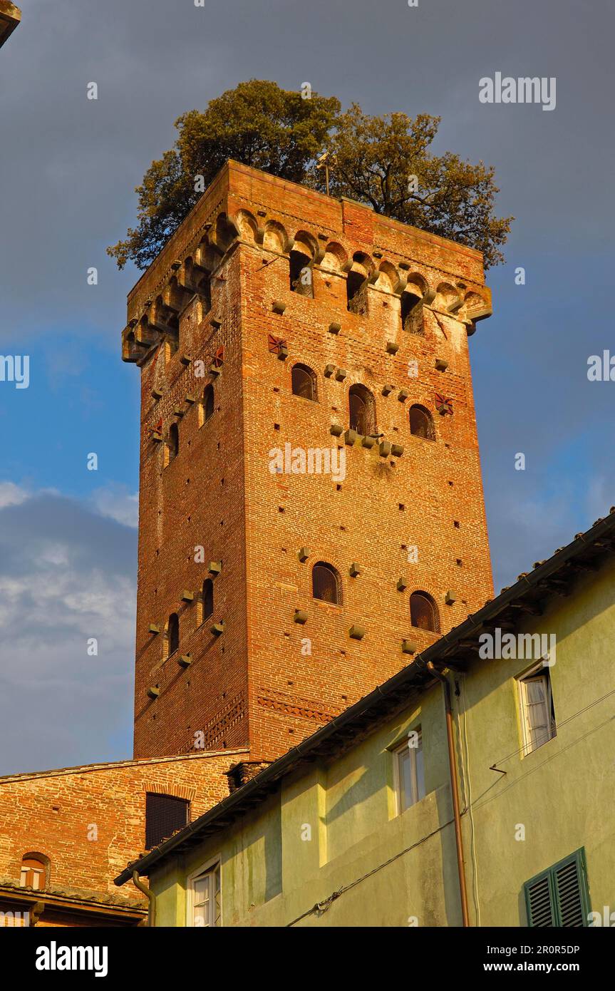 lucca-guinigi-tower-torre-guinigi-tuscany-italy-2R0R5DP.jpg
