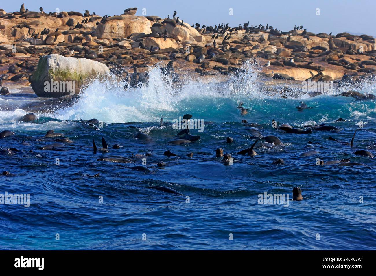 Cape fur seal (Arctocephalus pusillus), Seal Island, Western Cape, cape