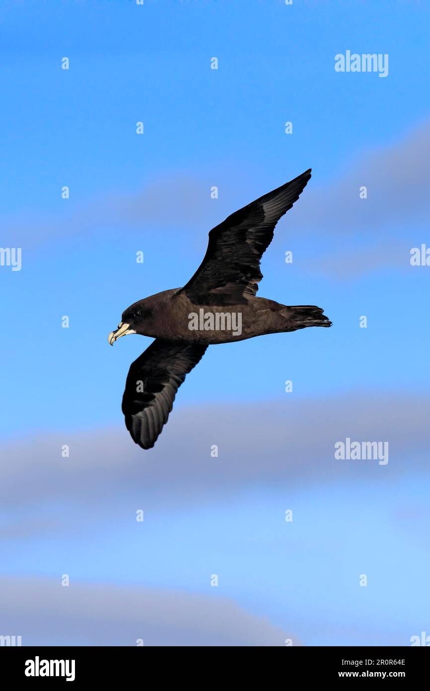 White-chinned petrel (Procellaria aequinoctialis), Cape of Good Hope, South Africa Stock Photo