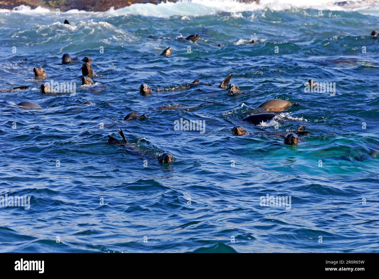 Cape fur seal (Arctocephalus pusillus), Seal Island, Western Cape, cape