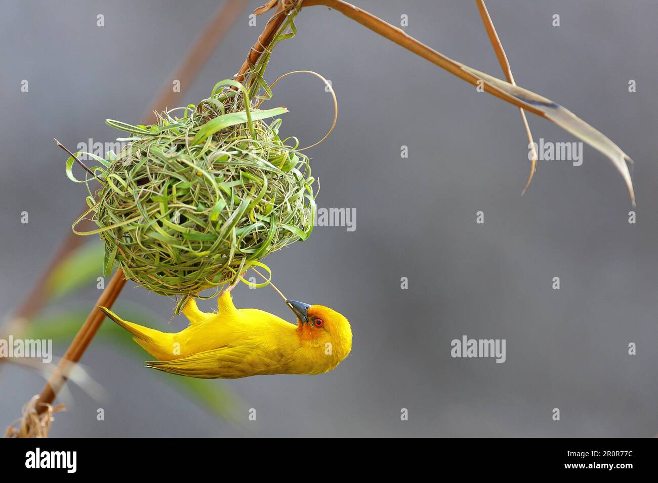 Eastern Golden Weaver (Ploceus subaureus), Zanzibar, Tanzania Stock