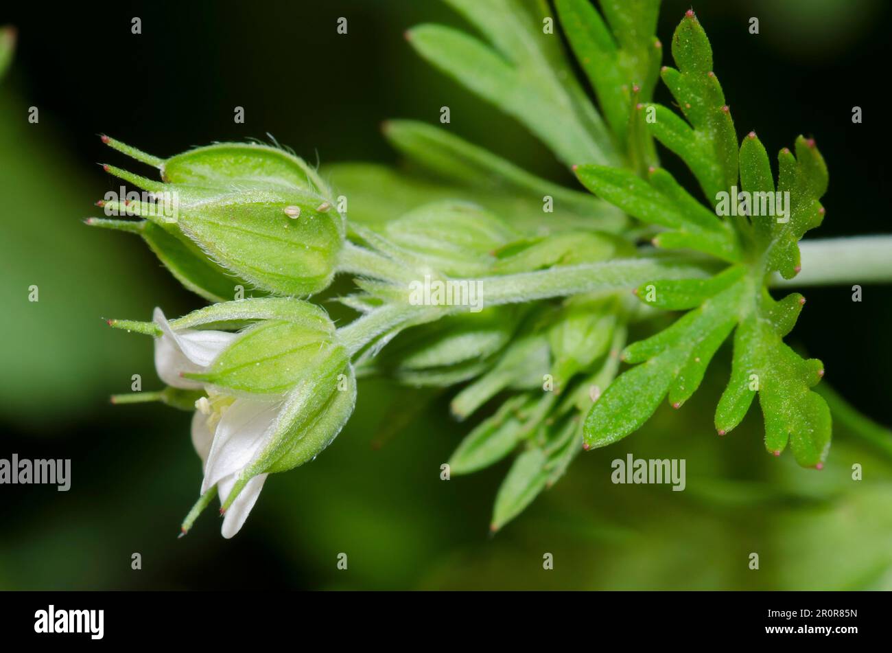 Carolina Geranium, Geranium carolinianum Stock Photo