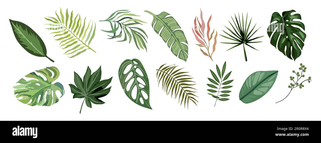 Tropical different type exotic leaves vector set Stock Vector Image ...