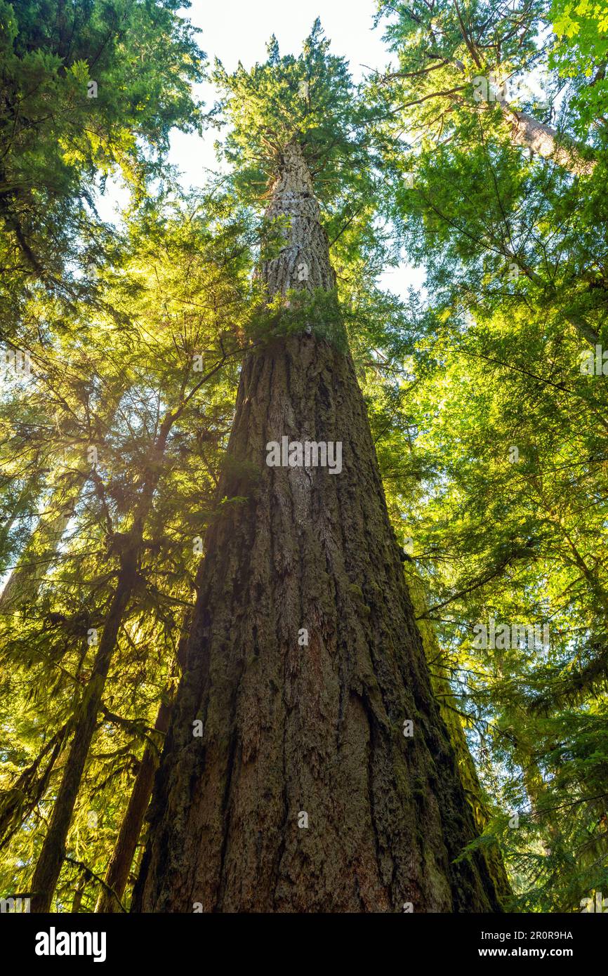 Highest Douglas Fir (Pseudotsuga menziesii) tree in Cathedral Grove, Macmillan Provincial Park, Vancouver Island, Canada. Stock Photo