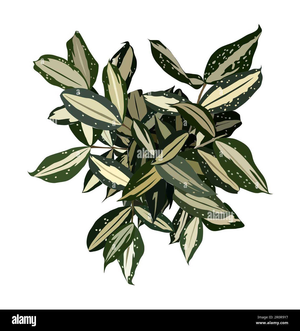 Dracaena house plant top view vector isolated. Stock Vector