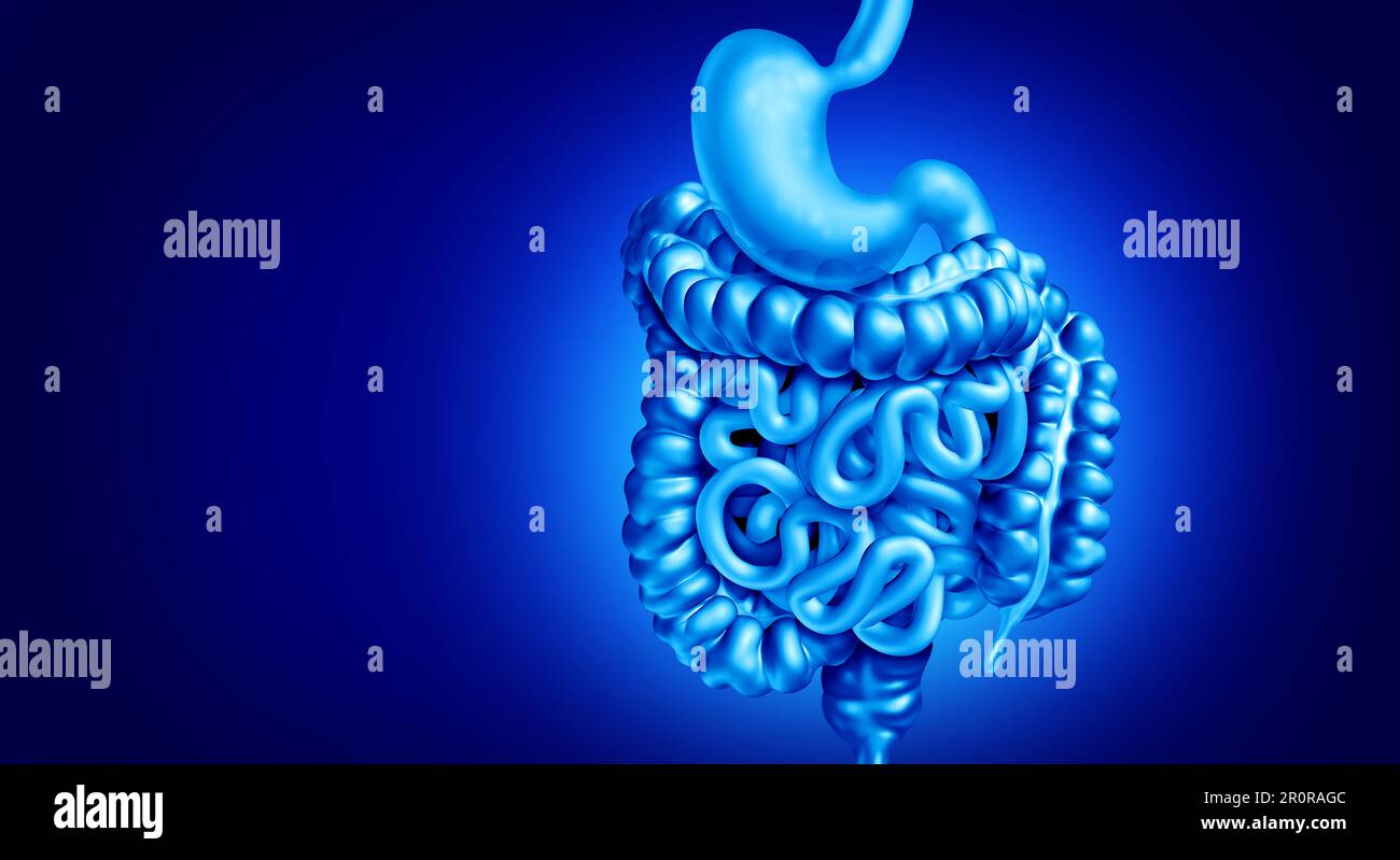 Human Digestion system as organs for breaking down food absorbing nutrients and eliminating waste and stomach disorders as intestine and colon Stock Photo