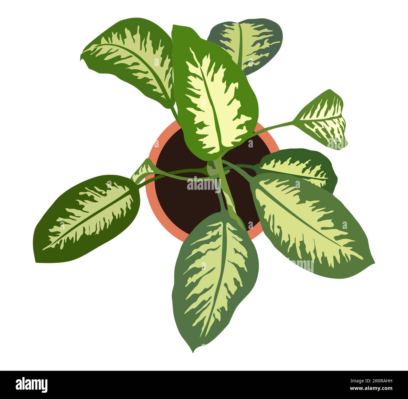 Dieffenbachia house plant top view vector isolated Stock Vector Image