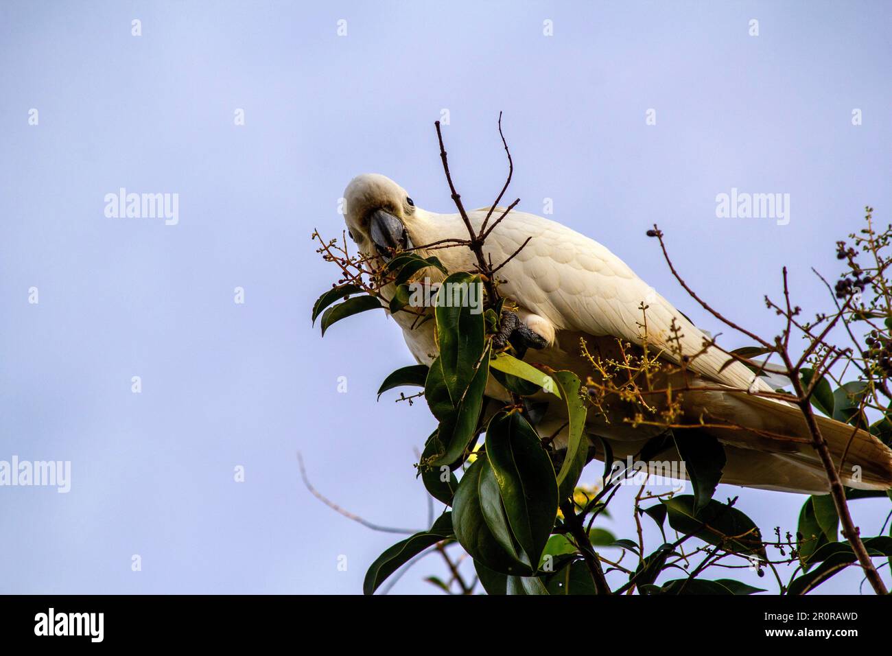 May 8, 2023, Sydney, New South Wales, Australia: Sulphur-Crested Cockatoos (Cacatua galerita) eating fruits from a tree in Sydney, New South Wales, Australia. The Sulphur-Crested Cockatoo is a relatively large white cockatoo with a spectacular plumed yellow crest and dark bill. It is found in wooded habitats in Australia, New Guinea, and some of the islands of Indonesia. Sulphur Crested Cockatoos have multiple subspecies like Lesser, Medium, and Greater Sulphur Crested Cockatoo; all belong to the same Genus (Cacatua) and Phylum. Since all subspecies of Sulphur Crested cockatoos look very simil Stock Photo