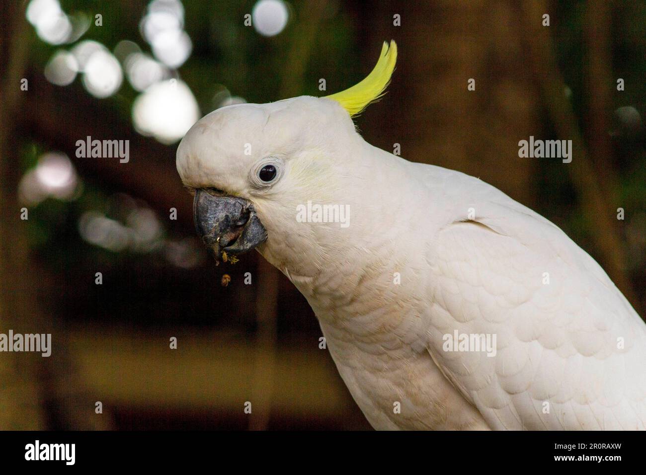 May 8, 2023, Sydney, New South Wales, Australia: Close ''“ up of Sulphur-Crested Cockatoo (Cacatua galerita) in Sydney, New South Wales, Australia. The Sulphur-Crested Cockatoo is a relatively large white cockatoo with a spectacular plumed yellow crest and dark bill. It is found in wooded habitats in Australia, New Guinea, and some of the islands of Indonesia. Sulphur Crested Cockatoos have multiple subspecies like Lesser, Medium, and Greater Sulphur Crested Cockatoo; all belong to the same Genus (Cacatua) and Phylum. Since all subspecies of Sulphur Crested cockatoos look very similar, they ar Stock Photo