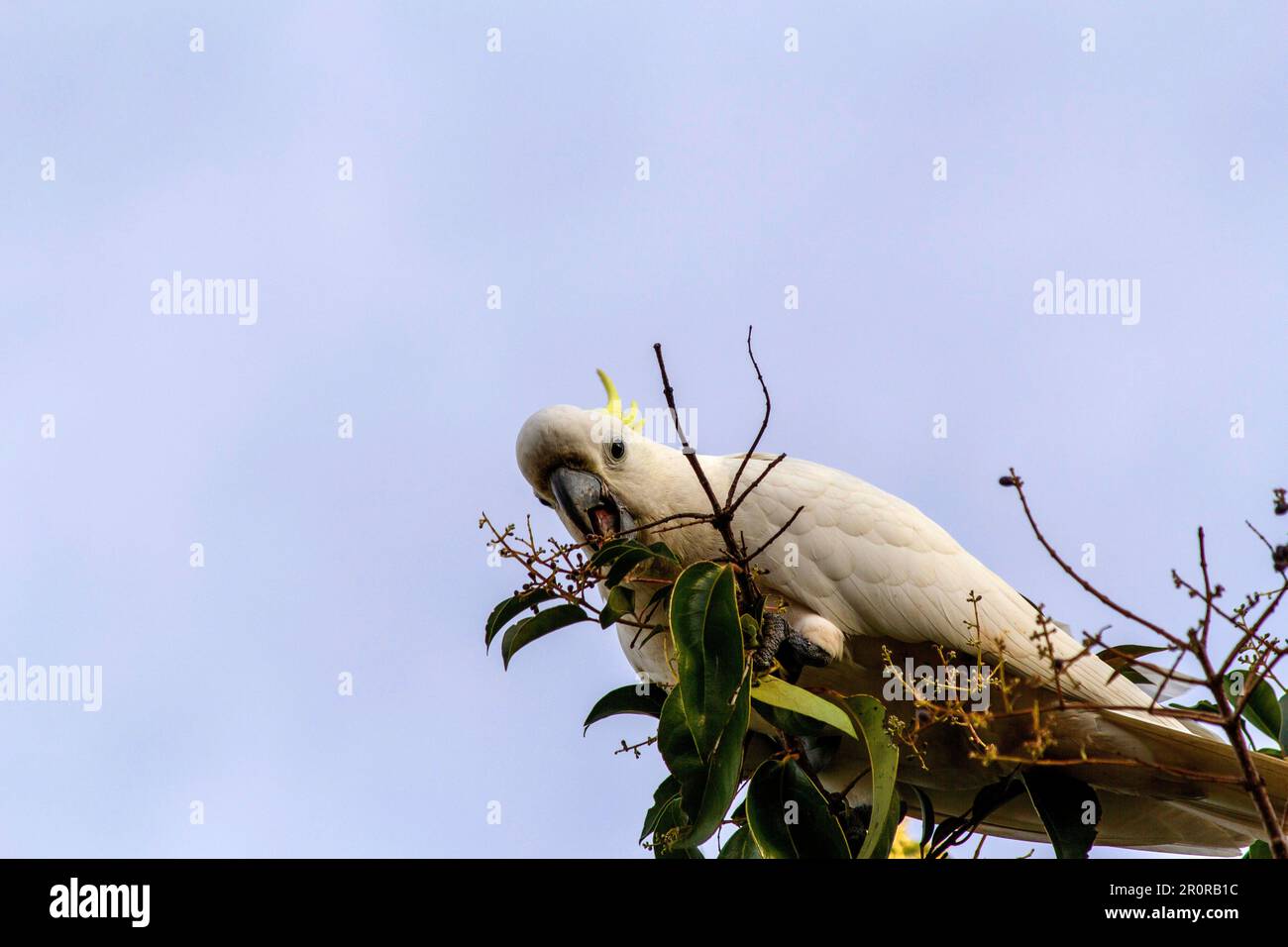 May 8, 2023, Sydney, New South Wales, Australia: Sulphur-Crested Cockatoos (Cacatua galerita) eating fruits from a tree in Sydney, New South Wales, Australia. The Sulphur-Crested Cockatoo is a relatively large white cockatoo with a spectacular plumed yellow crest and dark bill. It is found in wooded habitats in Australia, New Guinea, and some of the islands of Indonesia. Sulphur Crested Cockatoos have multiple subspecies like Lesser, Medium, and Greater Sulphur Crested Cockatoo; all belong to the same Genus (Cacatua) and Phylum. Since all subspecies of Sulphur Crested cockatoos look very simil Stock Photo