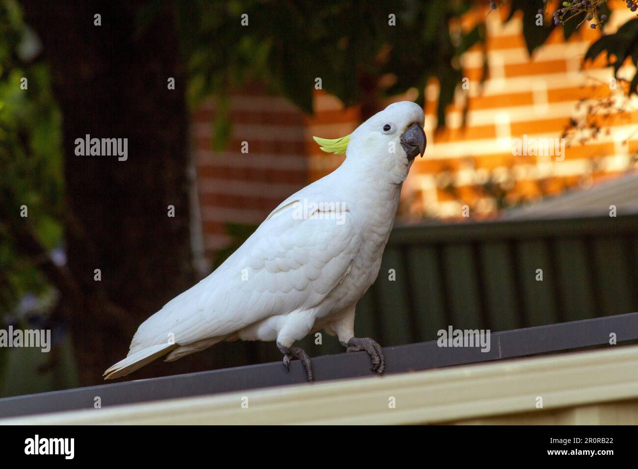 May 8, 2023, Sydney, New South Wales, Australia: Sulphur-Crested Cockatoos (Cacatua galerita) perching on a fence in Sydney, New South Wales, Australia. The Sulphur-Crested Cockatoo is a relatively large white cockatoo with a spectacular plumed yellow crest and dark bill. It is found in wooded habitats in Australia, New Guinea, and some of the islands of Indonesia. Sulphur Crested Cockatoos have multiple subspecies like Lesser, Medium, and Greater Sulphur Crested Cockatoo; all belong to the same Genus (Cacatua) and Phylum. Since all subspecies of Sulphur Crested cockatoos look very similar, th Stock Photo