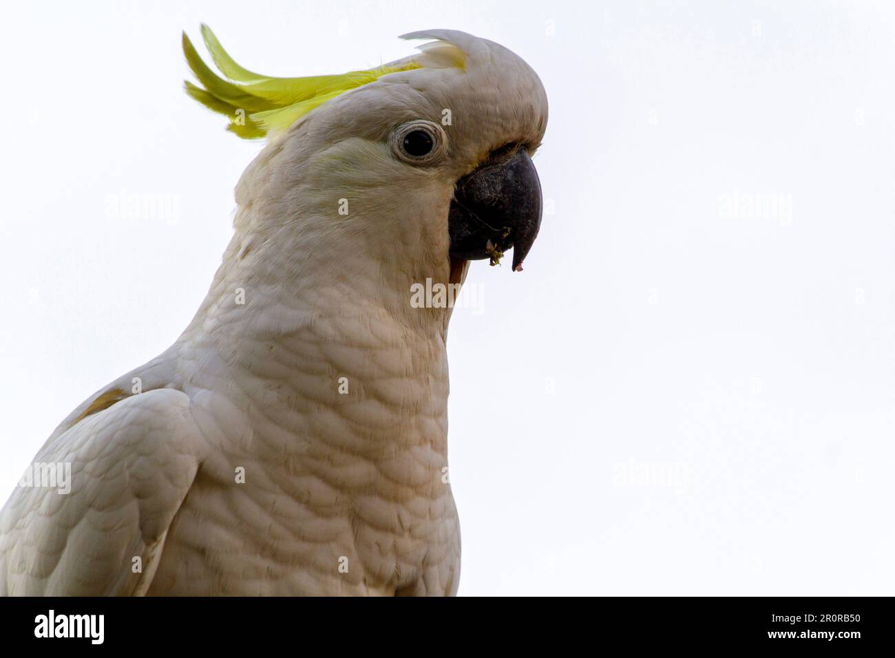 May 8, 2023, Sydney, New South Wales, Australia: Close ''“ up of Sulphur-Crested Cockatoo (Cacatua galerita) in Sydney, New South Wales, Australia. The Sulphur-Crested Cockatoo is a relatively large white cockatoo with a spectacular plumed yellow crest and dark bill. It is found in wooded habitats in Australia, New Guinea, and some of the islands of Indonesia. Sulphur Crested Cockatoos have multiple subspecies like Lesser, Medium, and Greater Sulphur Crested Cockatoo; all belong to the same Genus (Cacatua) and Phylum. Since all subspecies of Sulphur Crested cockatoos look very similar, they ar Stock Photo