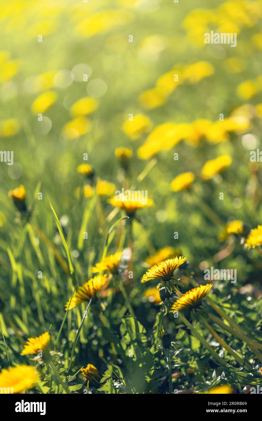 Duns Dandelion Yellow Dungaree, Sunshine Pale Yellow Radish
