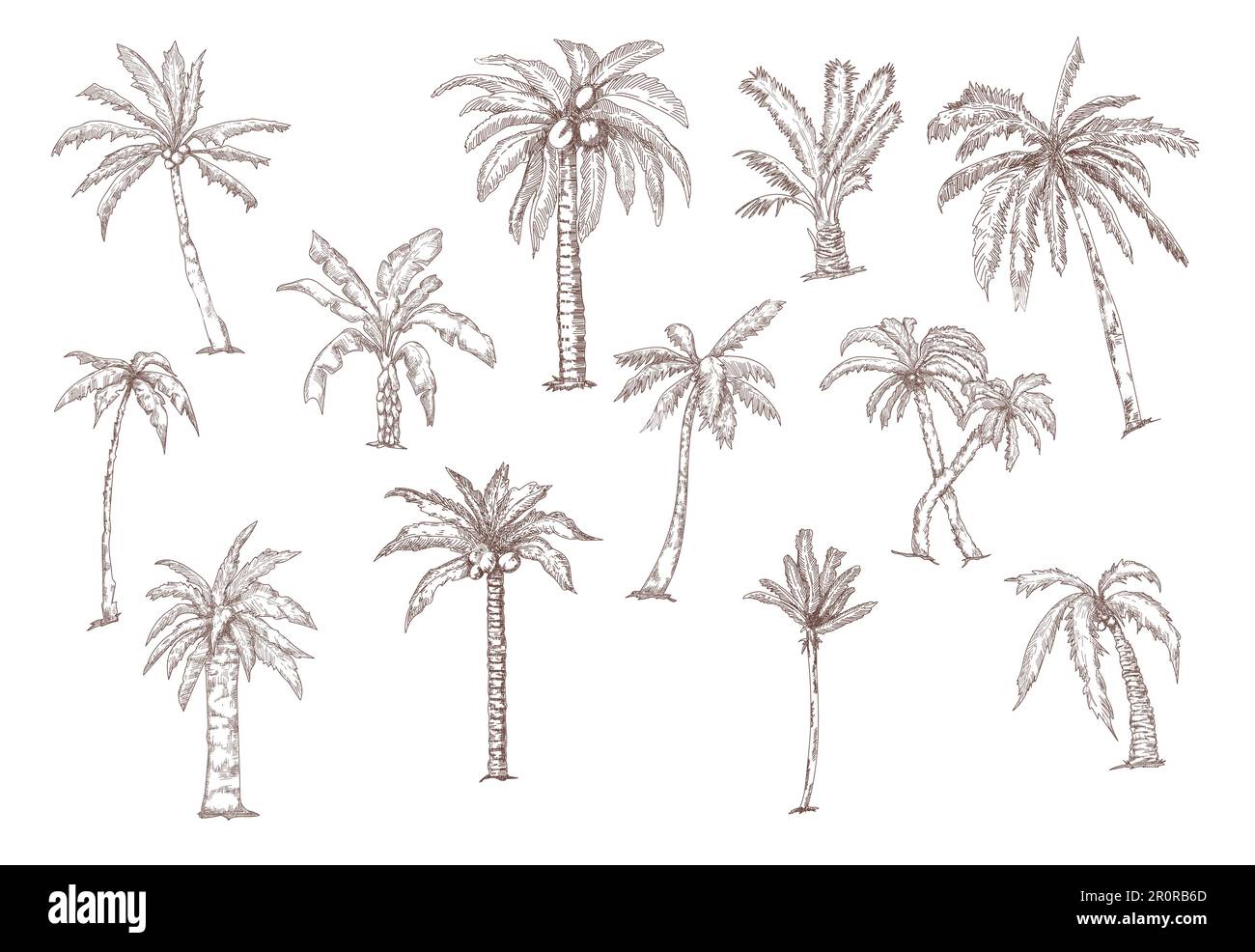 Tropical coconut palm trees sketch set Stock Vector