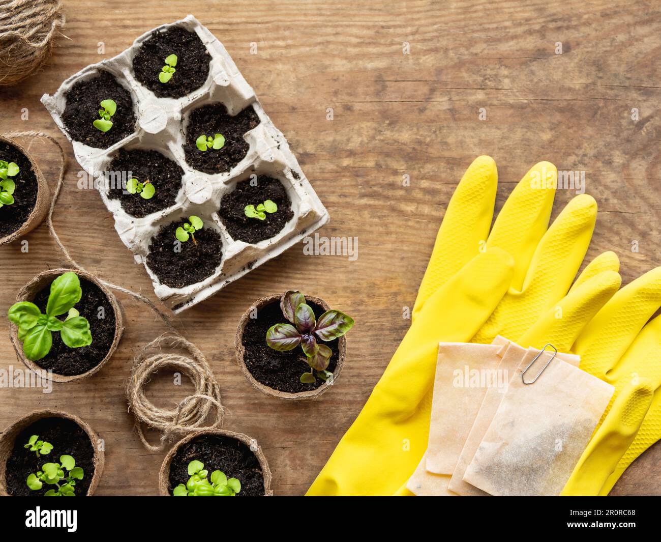 Top view on basil seedlings in peat pots on wooden table with copy ...