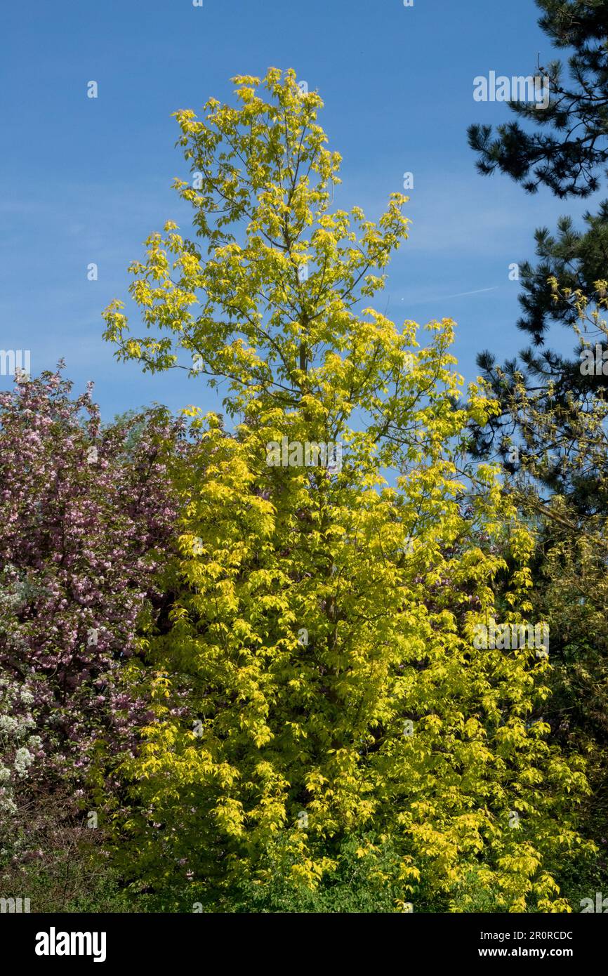 Ash-leaved maple, Ash-Leaf Maple, Manitoba Maple, Spring, Garden, Boxelder, Deciduous, Maple, Tree, Acer negundo 'Kellys Gold' Stock Photo