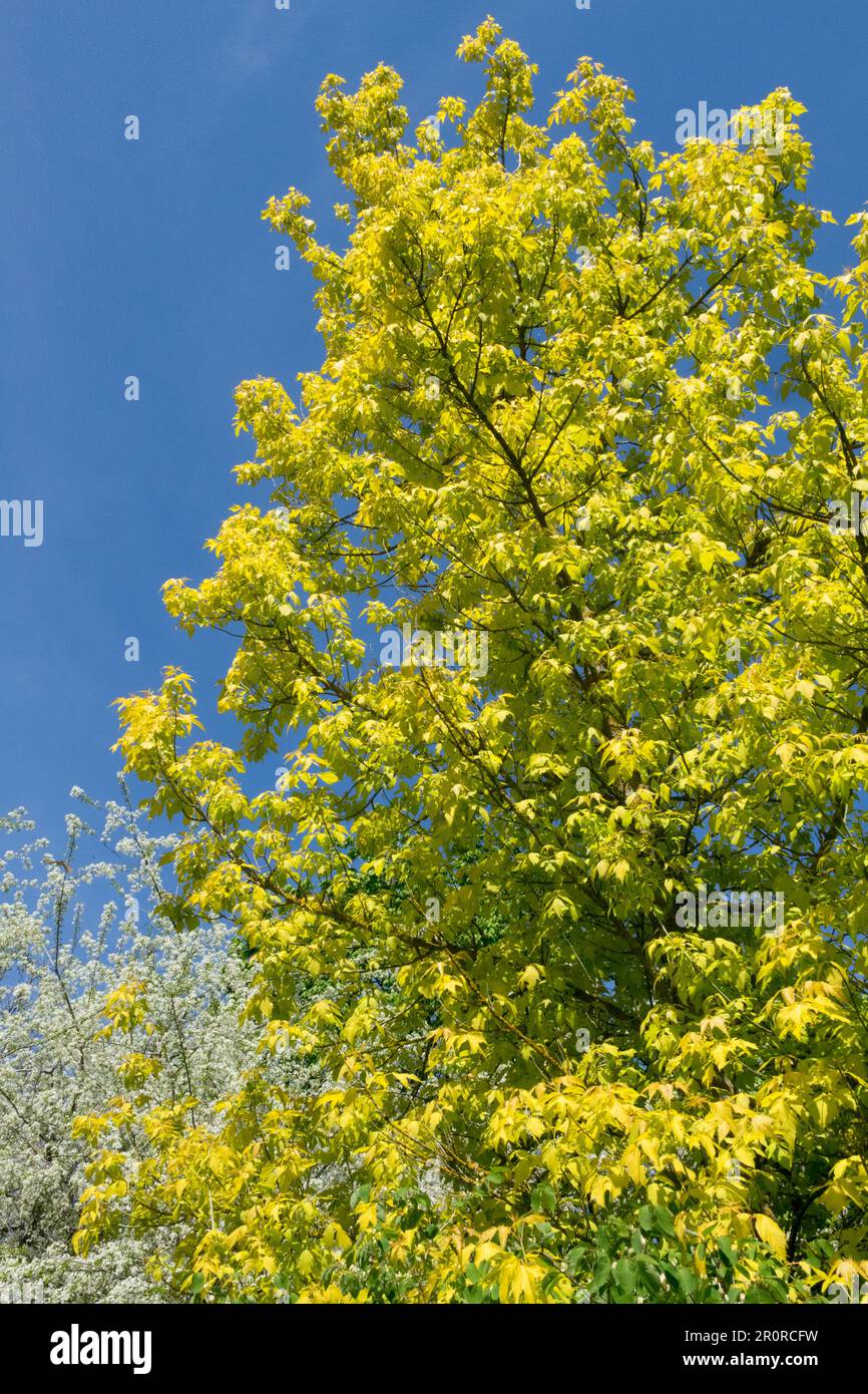 Acer negundo 'Kellys Gold',Tree Stock Photo