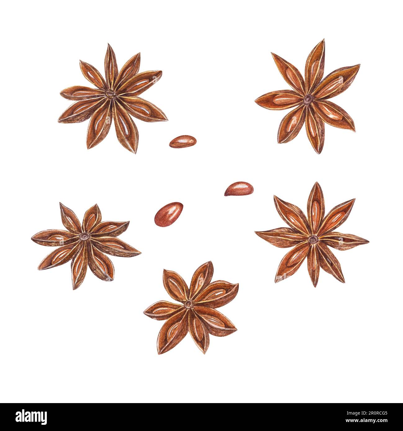 Watercolor set of star anise isolated on white background. Botanical illustration for Christmas and New Year cards, book design, greetings, stickers Stock Photo