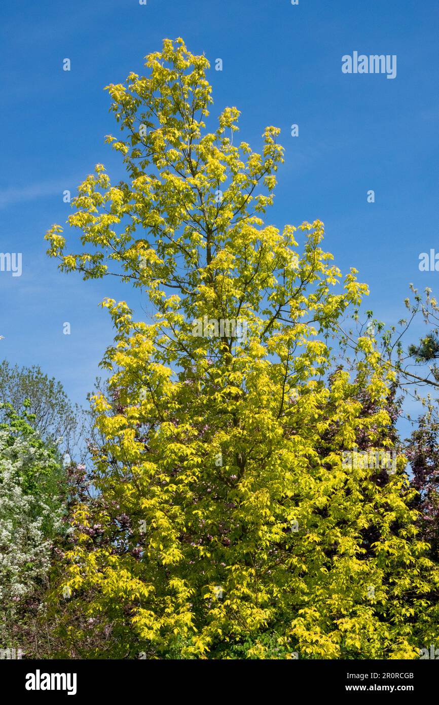 Acer 'Kellys Gold', Manitoba Maple Tree, Boxelder, Maple, Spring, colour Stock Photo